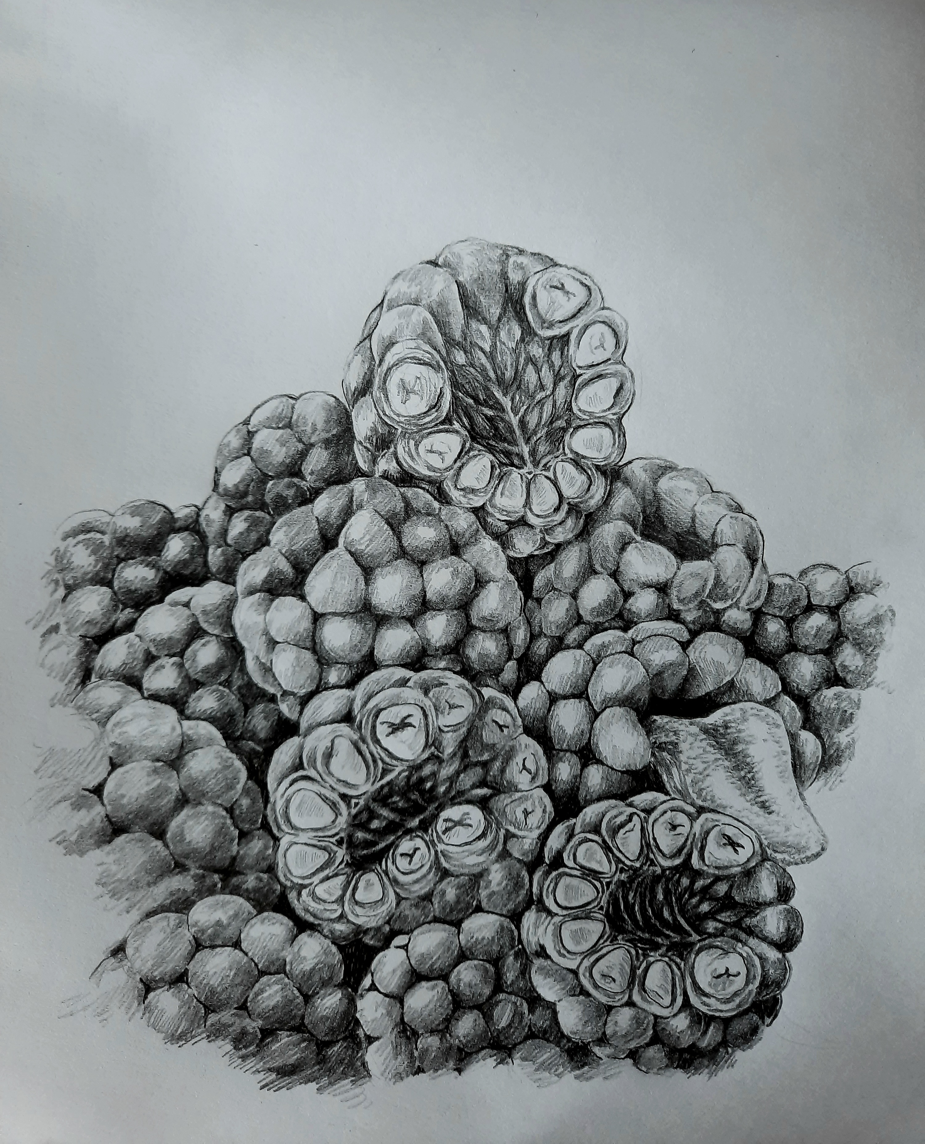 Hungry Raspberries