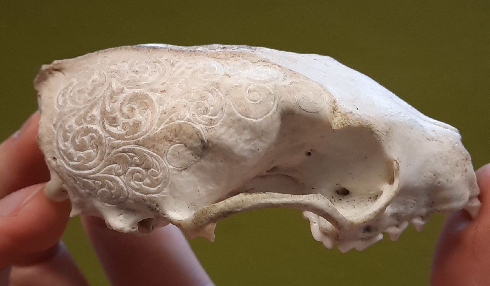 Skull